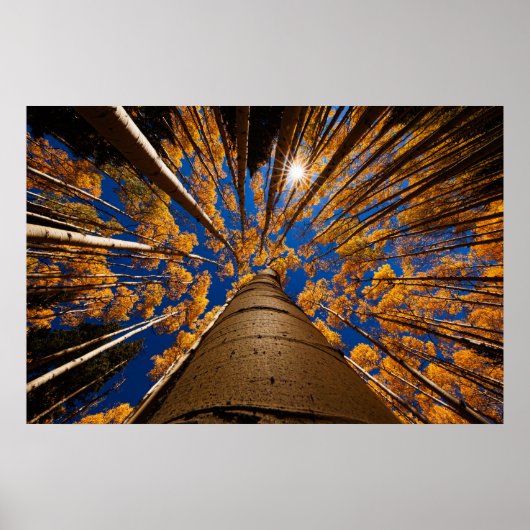 Bomen op het vliegveld, Arizona (San Francisco Pea Poster (Voorkant)