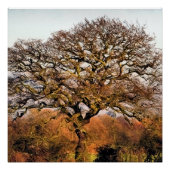 BOMEN POSTER (Voorkant)