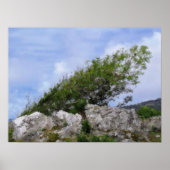 BOMEN POSTER (Voorkant)