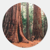 Bomen reuzen Calaveras Ronde Sticker (Voorkant)