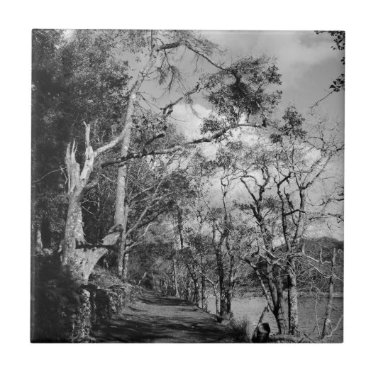 BOMEN TEGELTJE (Voorkant)