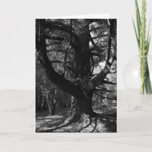 Bomen, UC Kerstman Cruz, 1963 Kaart (Voorkant)