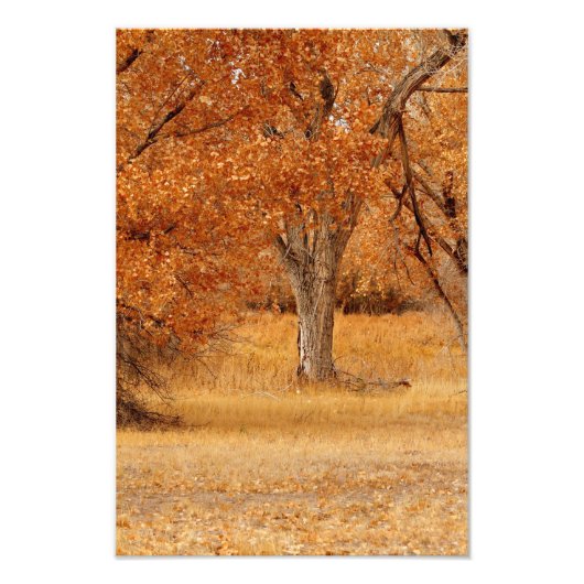 Bomen van goud foto afdruk (Voorkant)