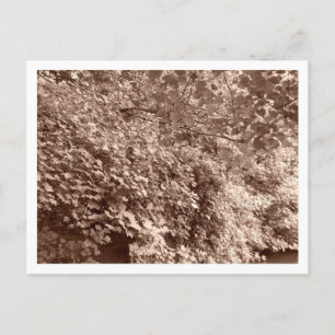 Bomen van het Kanaal Briefkaart