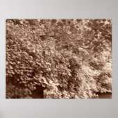 Bomen van het Kanaal Poster (Voorkant)