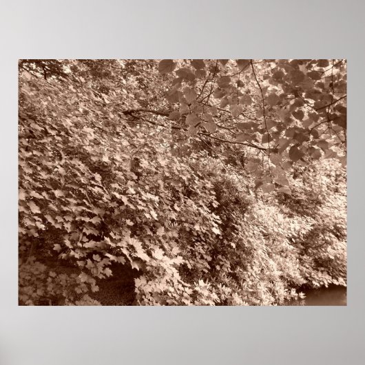 Bomen van het Kanaal Poster (Voorkant)