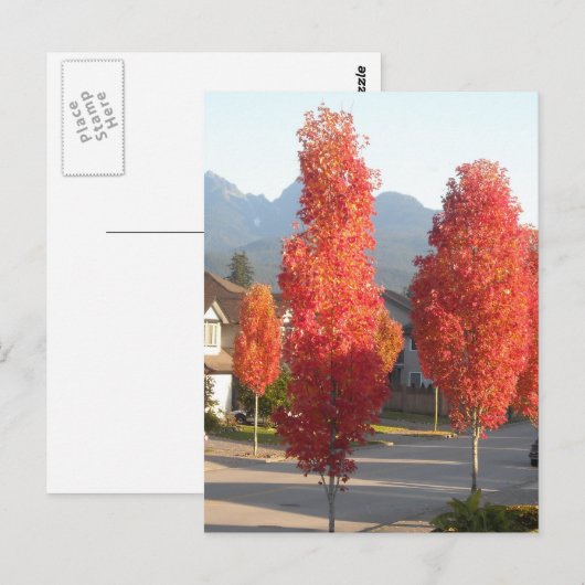 Bomen van Sinaasappel in het najaar Briefkaart (Voorkant / Achterkant)