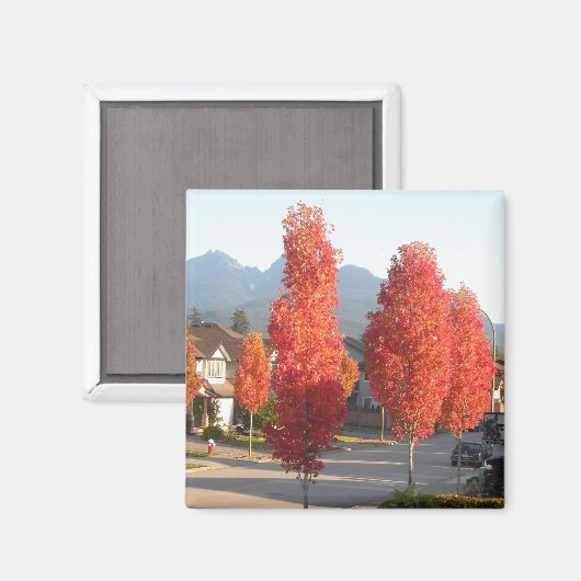 Bomen van Sinaasappel in het najaar Magneet (Voorkant / Achterkant)