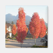 Bomen van Sinaasappel in het najaar Magneet (Voorkant)