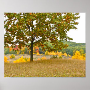 BOMEN WERDEN GOUD OP HET PLATTELAND VAN MICHIGAN POSTER