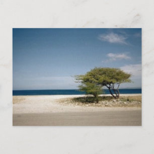 Bonaire boom briefkaart