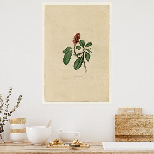 Bonaparte Flycatcher_Audubon Poster (Keuken)