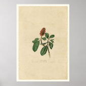 Bonaparte Flycatcher_Audubon Poster (Voorkant)