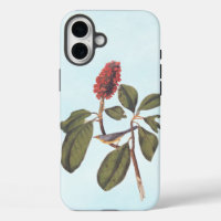 Bonaparte Flycatcher Canada Warbler Audubon Bird