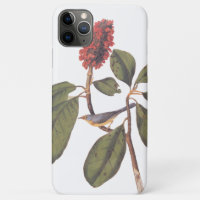 Bonaparte Flycatcher Canada Warbler Audubon Bird
