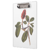 Bonaparte Flycatcher Canada Warbler Audubon Bird Klembord (Links)