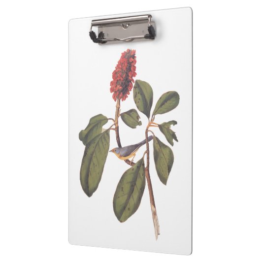 Bonaparte Flycatcher Canada Warbler Audubon Bird Klembord (Links)