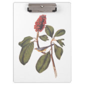 Bonaparte Flycatcher Canada Warbler Audubon Bird Klembord (Voorkant)