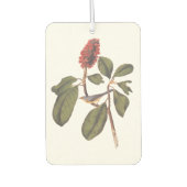 Bonaparte Flycatcher Canada Warbler Audubon Bird Luchtverfrisser (Voorkant)