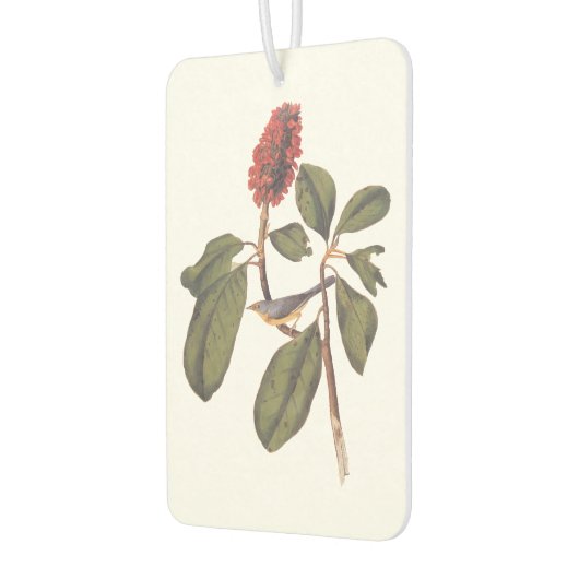 Bonaparte Flycatcher Canada Warbler Audubon Bird Luchtverfrisser (Links)