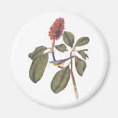 Bonaparte Flycatcher Canada Warbler Audubon Bird Magneet (Voorkant)