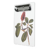 Bonaparte Flycatcher Canada Warbler Audubon Bird Mini Klembord (Angled2)
