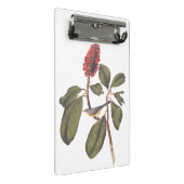 Bonaparte Flycatcher Canada Warbler Audubon Bird Mini Klembord (Schuin)