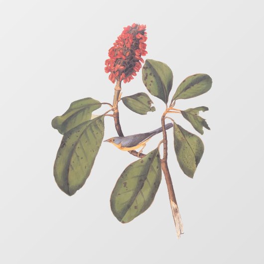 Bonaparte Flycatcher Canada Warbler Audubon Bird Raamsticker (Vel)