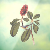 Bonaparte Flycatcher Canada Warbler Audubon Bird Raamsticker (Vel 3)