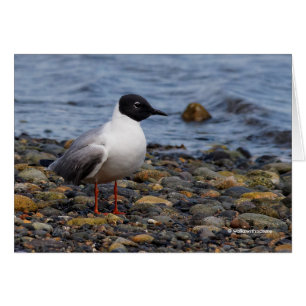 Bonaparte s Gull bij het strand
