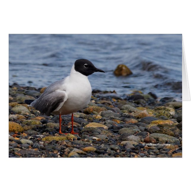 Bonaparte s Gull bij het strand (Voorkant Horizontaal)