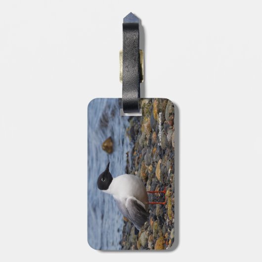 Bonaparte s Gull bij het strand Bagagelabel (Achterkant verticaal)