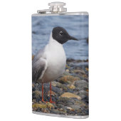 Bonaparte s Gull bij het strand Heupfles (Links)