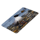 Bonaparte s Gull bij het strand Magneet (Linkerzijde)