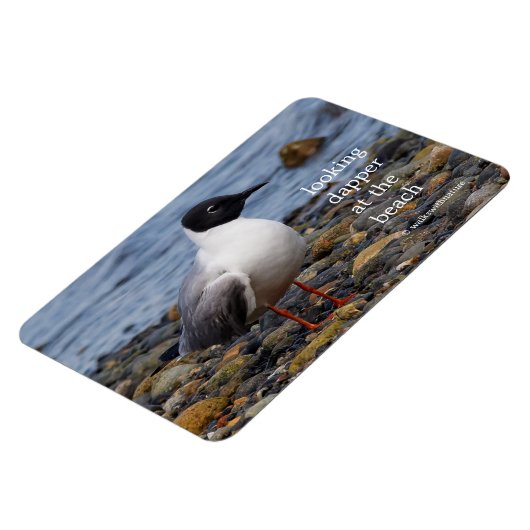 Bonaparte s Gull bij het strand Magneet (Linkerzijde)