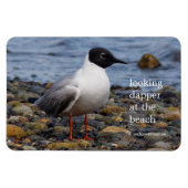 Bonaparte s Gull bij het strand Magneet (Horizontaal)