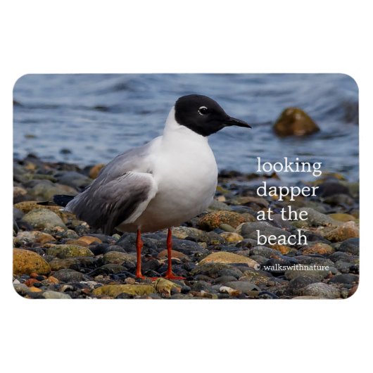 Bonaparte s Gull bij het strand Magneet (Horizontaal)