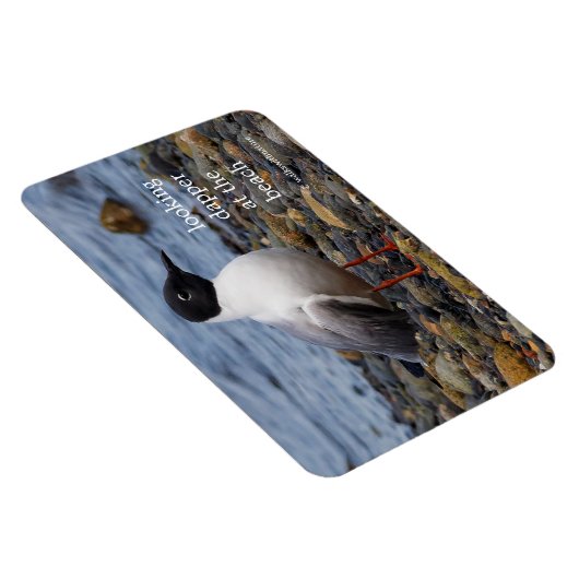 Bonaparte s Gull bij het strand Magneet (Rechterzijde)