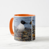 Bonaparte s Gull bij het strand Mok (Voorkant links)