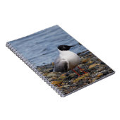 Bonaparte s Gull bij het strand Notitieboek (Rechterzijde)