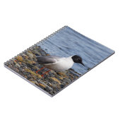 Bonaparte s Gull bij het strand Notitieboek (Linkerzijde)