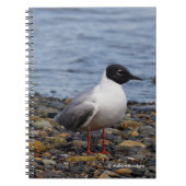 Bonaparte s Gull bij het strand Notitieboek (Voorkant)