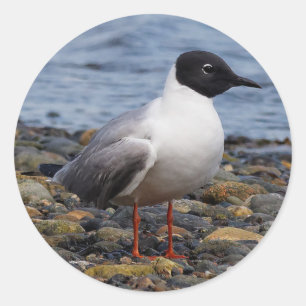 Bonaparte s Gull bij het strand Ronde Sticker