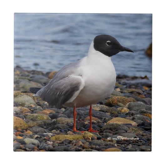 Bonaparte s Gull bij het strand Tegeltje (Voorkant)
