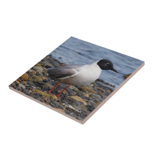 Bonaparte s Gull bij het strand Tegeltje (Zijkant)