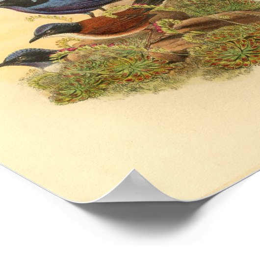 Bonaparte s Todopsis Wren Blue Bird  Print (Hoek)