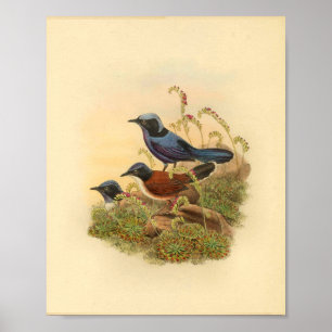 Bonaparte s Todopsis Wren Blue Bird  Print