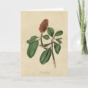 Bonaparte's Flycatcher, Audubon's Birds of America Kaart