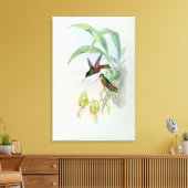 Bonaparte's Star Fronted Hummingbird (gekleurd) Canvas Afdruk (Insitu (Woonkamer))