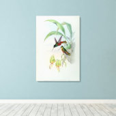 Bonaparte's Star Fronted Hummingbird (gekleurd) Canvas Afdruk (Insitu (Houten vloer))